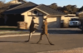 0F7cPfK9SZ.gif