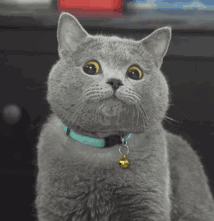 0 (4).gif